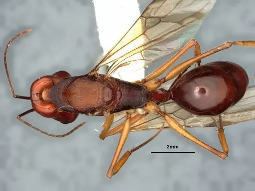 Odontomachus floresensis - CASENT0882070