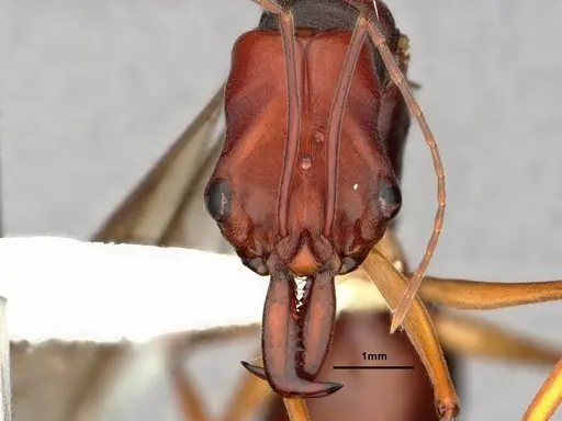 Odontomachus floresensis - CASENT0882070