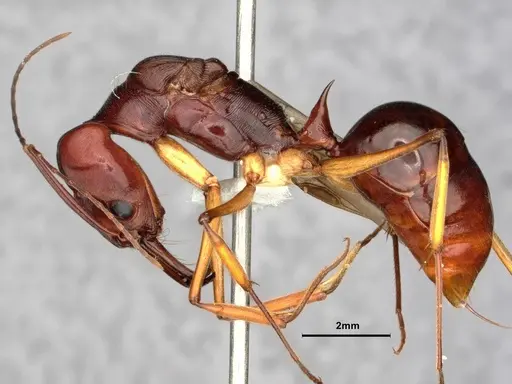 Odontomachus floresensis - CASENT0882070