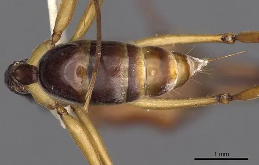 Odontomachus floresensis - CASENT0900654