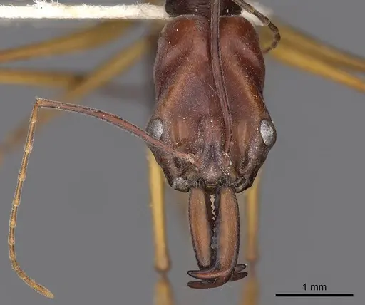 Odontomachus floresensis - CASENT0900654