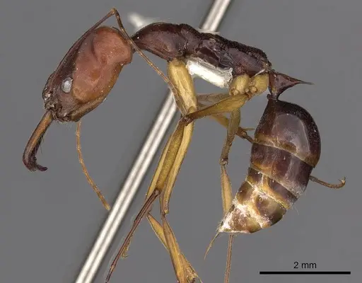 Odontomachus floresensis - CASENT0900654