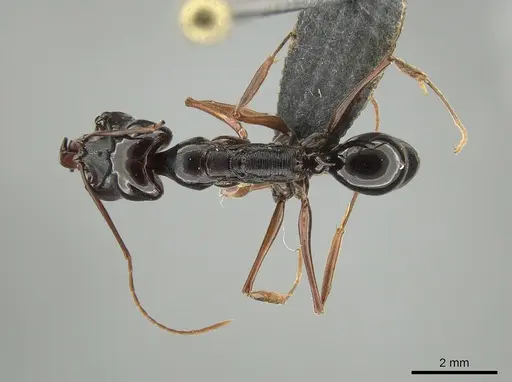 Odontomachus fulgidus specimen