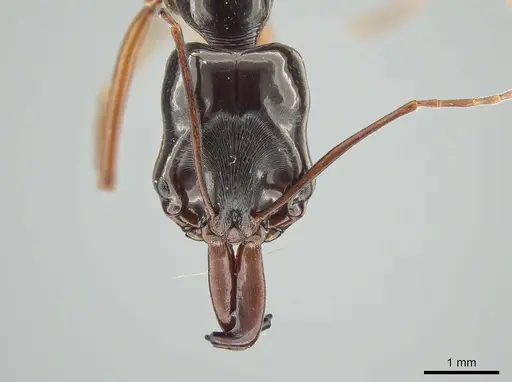 Odontomachus fulgidus specimen