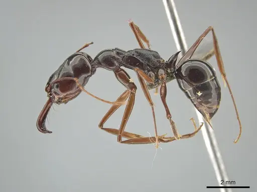 Odontomachus fulgidus specimen