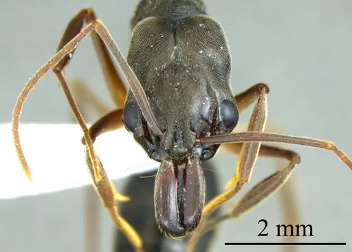 Odontomachus haematodus specimen