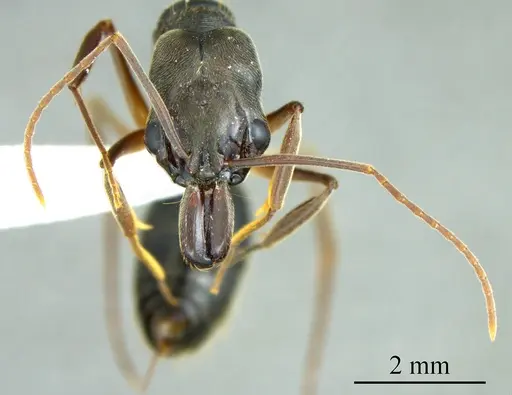 Odontomachus haematodus specimen