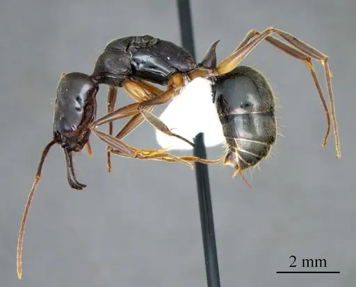 Odontomachus haematodus specimen