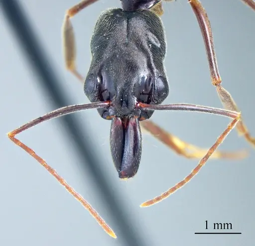 Odontomachus haematodus - ANTWEB1041426