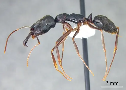 Odontomachus haematodus - ANTWEB1041426