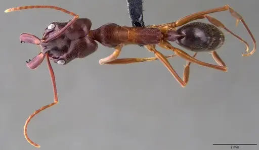 Odontomachus haematodus - ANTWEB1060068