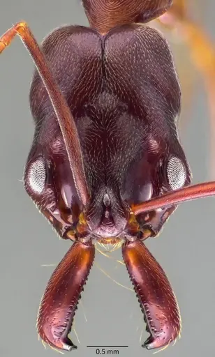 Odontomachus haematodus - ANTWEB1060068