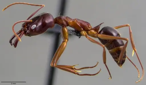 Odontomachus haematodus - ANTWEB1060068