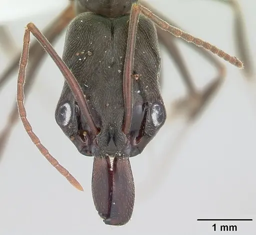 Odontomachus haematodus - CASENT0103104