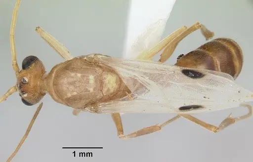 Odontomachus haematodus - CASENT0103105