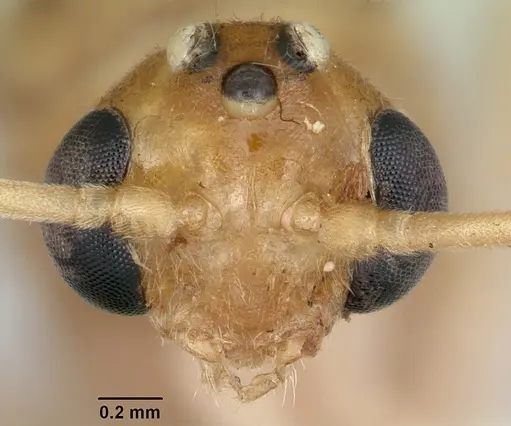 Odontomachus haematodus - CASENT0103105