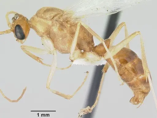 Odontomachus haematodus - CASENT0103105