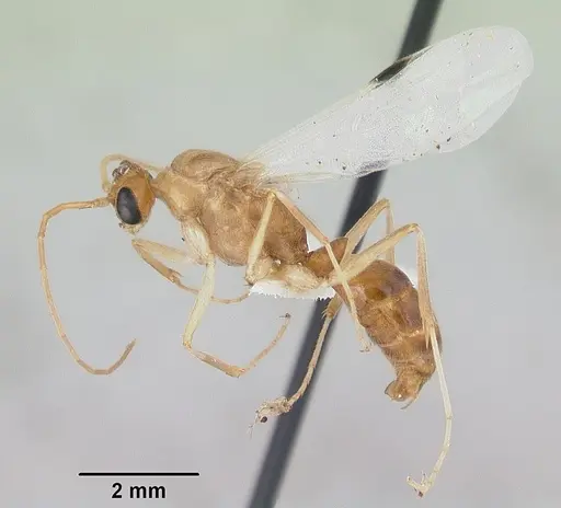 Odontomachus haematodus - CASENT0103105
