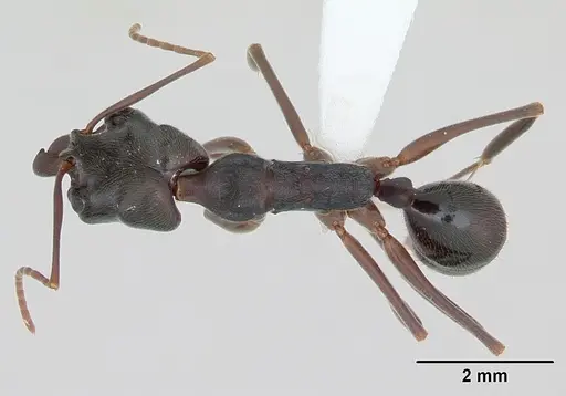 Odontomachus haematodus - CASENT0173537