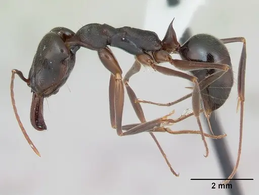 Odontomachus haematodus - CASENT0173537