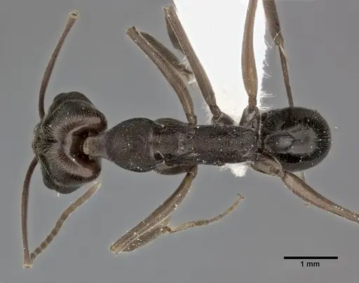 Odontomachus haematodus - CASENT0246014