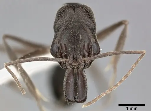 Odontomachus haematodus - CASENT0246014