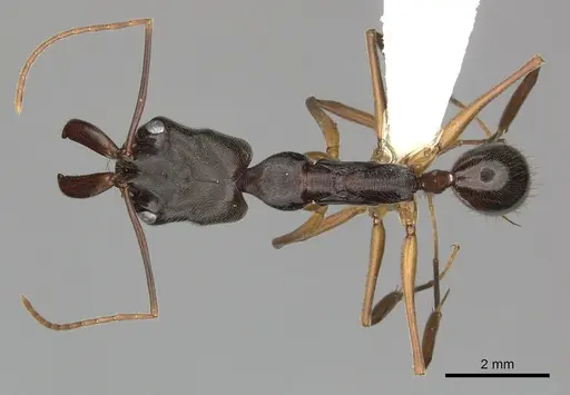 Odontomachus haematodus - CASENT0270605