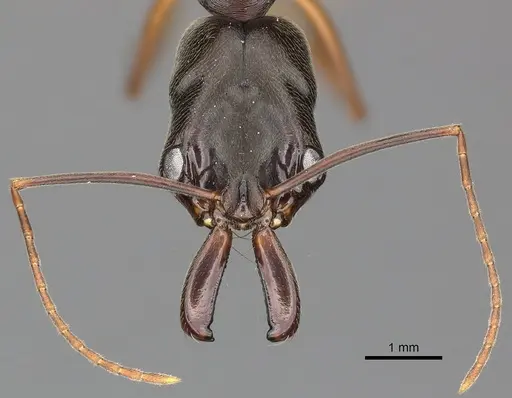 Odontomachus haematodus - CASENT0270605