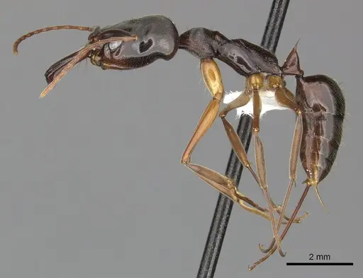 Odontomachus haematodus - CASENT0270605