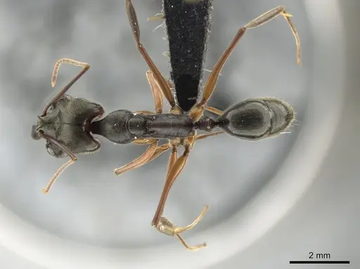 Odontomachus haematodus - CASENT0649088