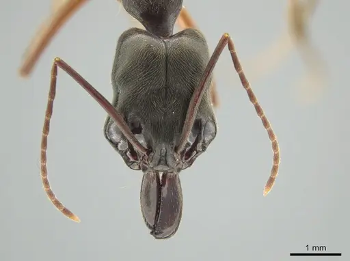 Odontomachus haematodus - CASENT0649088