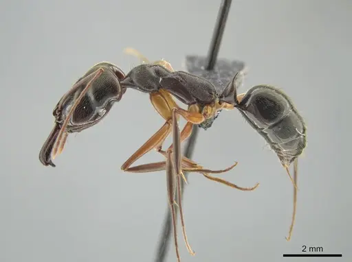 Odontomachus haematodus - CASENT0649088
