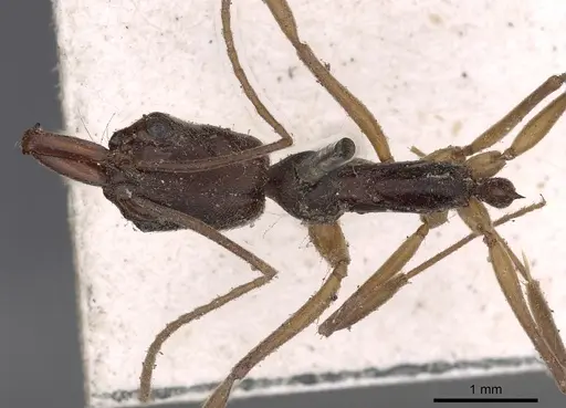 Odontomachus haematodus - CASENT0900581