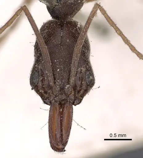 Odontomachus haematodus - CASENT0900581