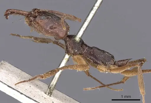 Odontomachus haematodus - CASENT0900581