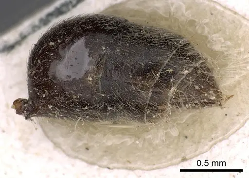 Odontomachus haematodus - CASENT0900581