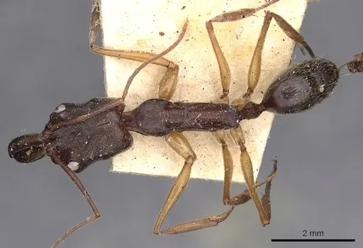 Odontomachus haematodus - CASENT0900582