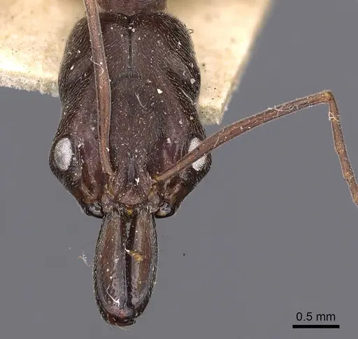 Odontomachus haematodus - CASENT0900582