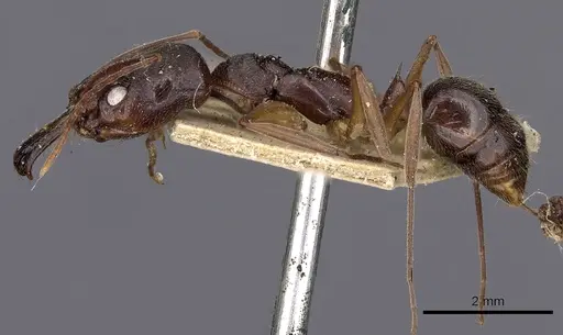 Odontomachus haematodus - CASENT0900582