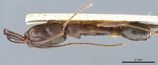 Odontomachus haematodus - CASENT0904007