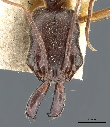 Odontomachus haematodus - CASENT0904007