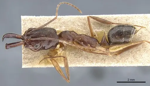 Odontomachus haematodus - CASENT0904007