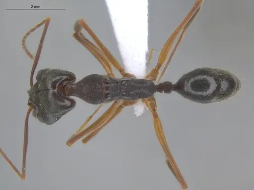 Odontomachus haematodus - ECOFOG-SL13-1238-10