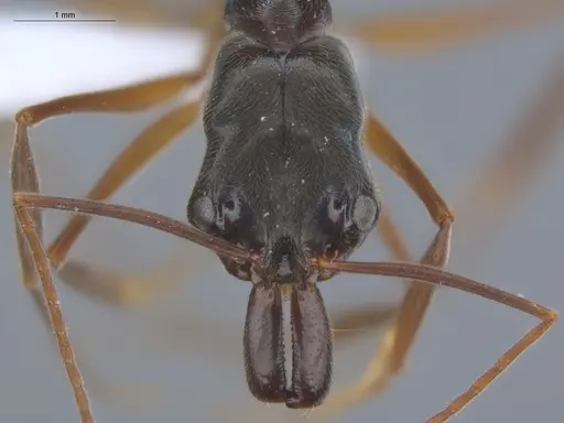 Odontomachus haematodus - ECOFOG-SL13-1238-10