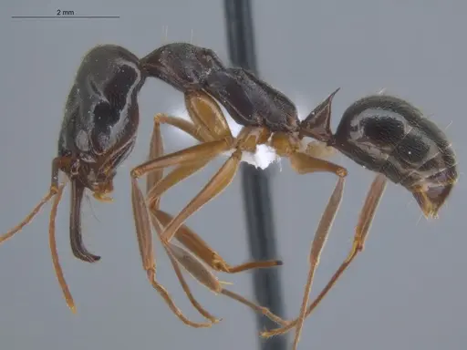 Odontomachus haematodus - ECOFOG-SL13-1238-10