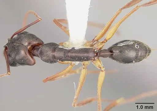 Odontomachus haematodus - USNMENT00441734