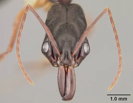 Odontomachus haematodus - USNMENT00441734