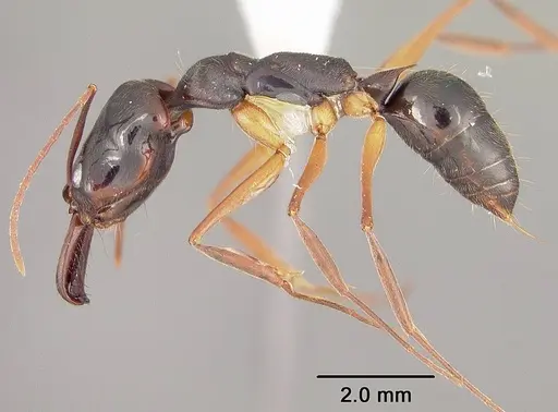 Odontomachus haematodus - USNMENT00441734