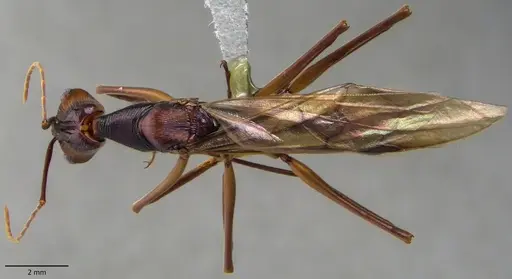 Odontomachus hastatus - ANTWEB1060140