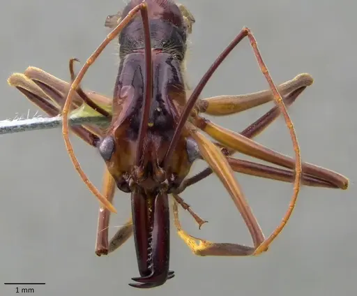 Odontomachus hastatus - ANTWEB1060140